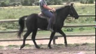 preview picture of video 'Montana, 2008 RMHA certified gelding'