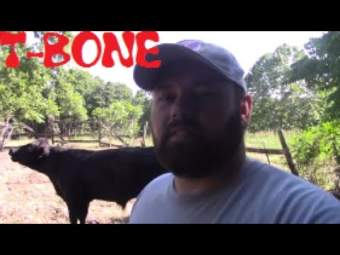 download lagu mp3 mp4 Angus Beef Price, download lagu Angus Beef Price gratis, unduh video klip Angus Beef Price