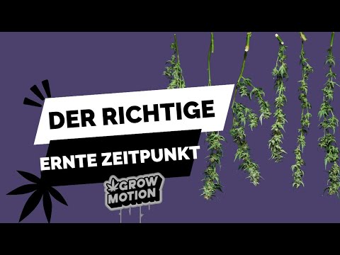 Der RICHTIGE ZEITPUNKT zum ERNTEN💜
