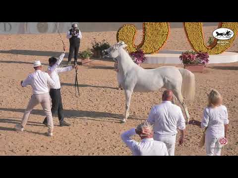 N 74 TM GALILEAH   Mediterranean and Arab Countries AHC   Menton 2021   Mares 4 7 Years Old Class 4A