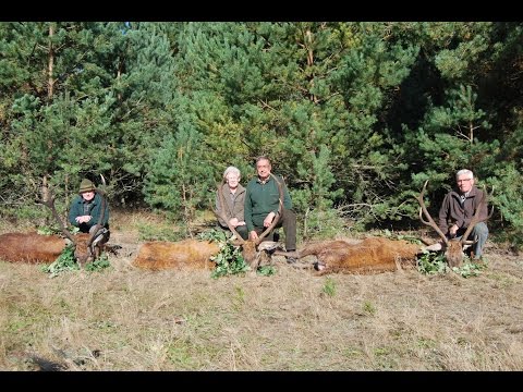 3 Hirsche auf der Strecke!