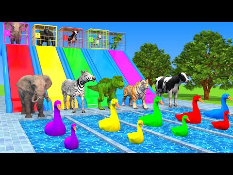 Zebra,Cow,Gorilla,Dinosaur,Elephant Riding on back 5 Giant Duck and rescue from the iron cage