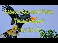 Karungut Kalimantan Tengah Tingang Nunggal