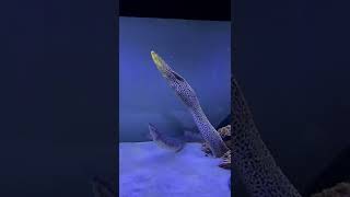 Live feeding Tiger moray Eel
