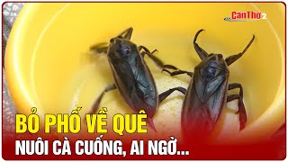 Bỏ phố về quê nuôi cà cuống, ai ngờ… | Cần Thơ TV