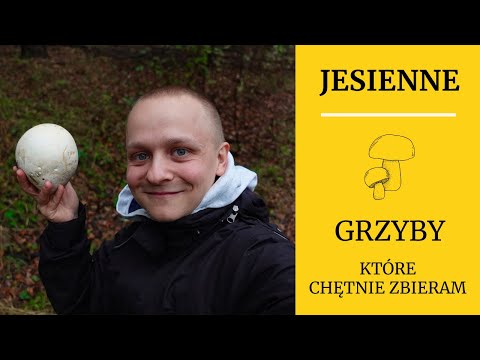 Edible MUSHROOMS - 12 specimens that I LOVE to collect [3-6/10/2024]