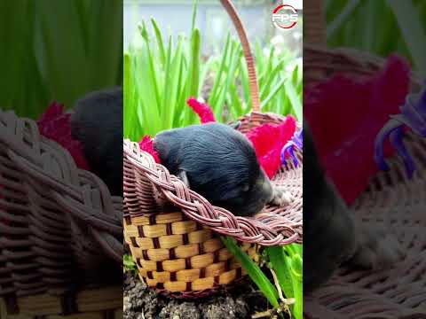 Newborn Puppies Sound ❤️ Sounds of a Puppy Crying