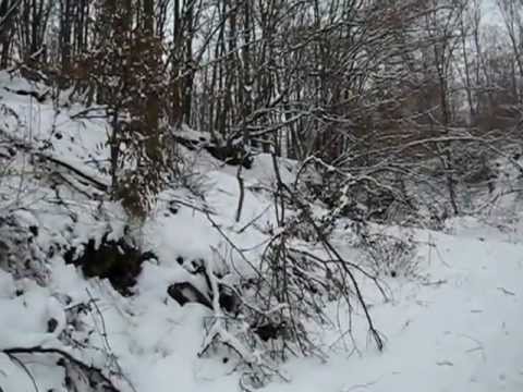 Meeting in the woods