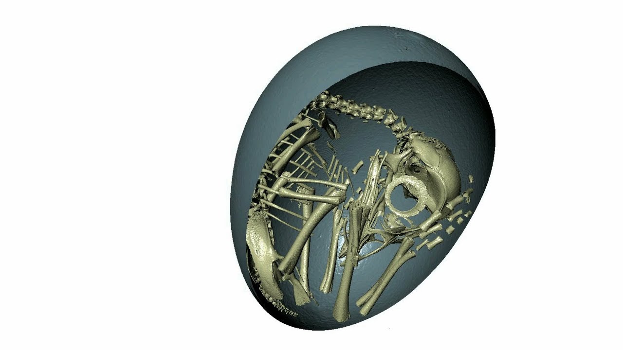 3D chicken embryo segmentation with Deep Learning VS Simple thresholding.