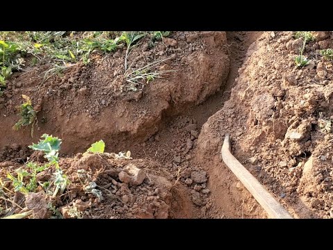 Gopher Tunnel Exposed ! - so you can learn how to trap successfully! *see important msg in descrip.