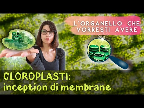 Cloroplasti: come funzionano? clorofilla e fotosintesi