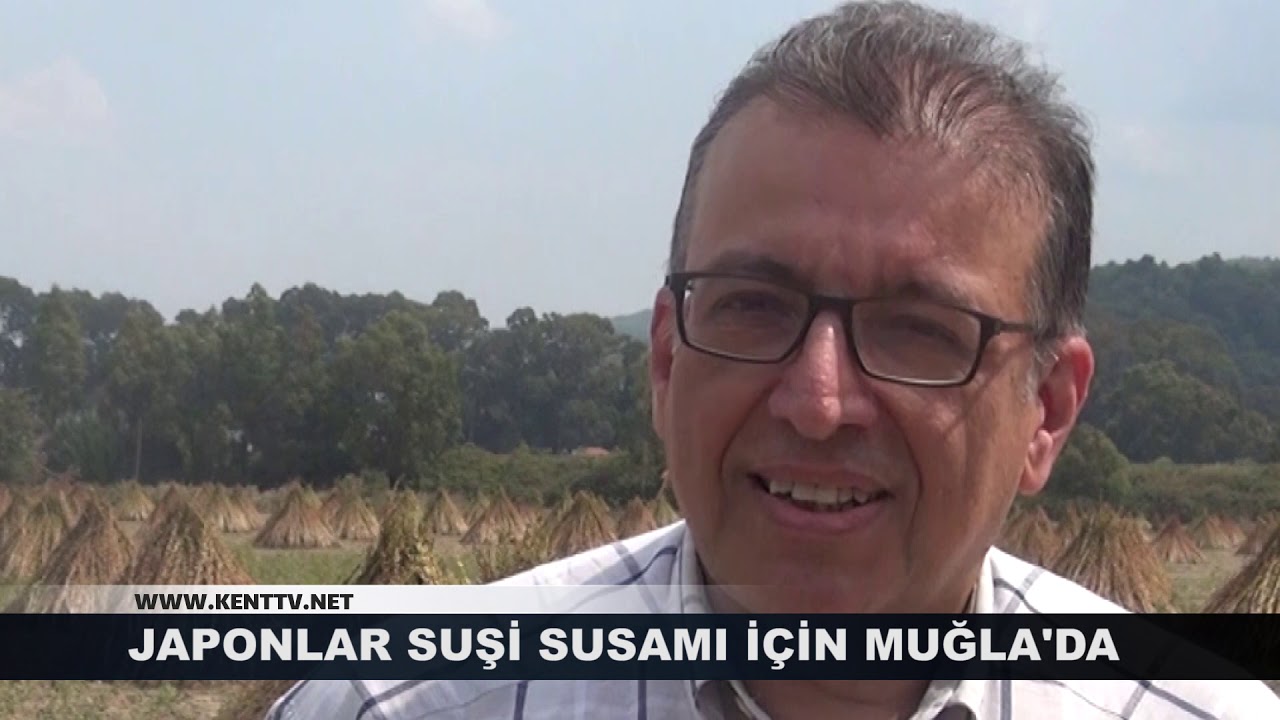 JAPONLAR SUŞİ SUSAMI İÇİN MUĞLA'DA