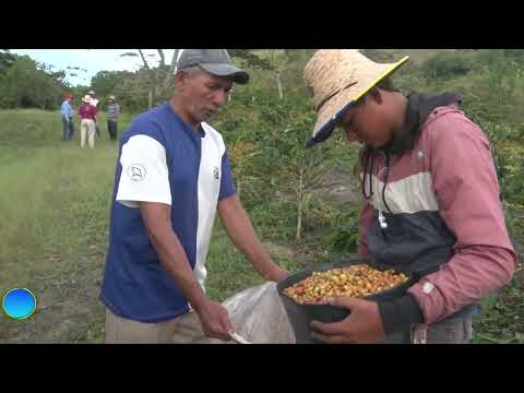 1er Parte 27 minutos, Programa Cultivo de CAFE  en Carache