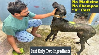 Dog Fungal Infection Tips:- No Medicine-No Shampoo Homemade Natural Remedies -100% Proof