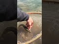 Video Thumbnail for Mountain Brown Trout