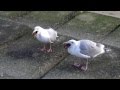 Seagull Swallows Starfish