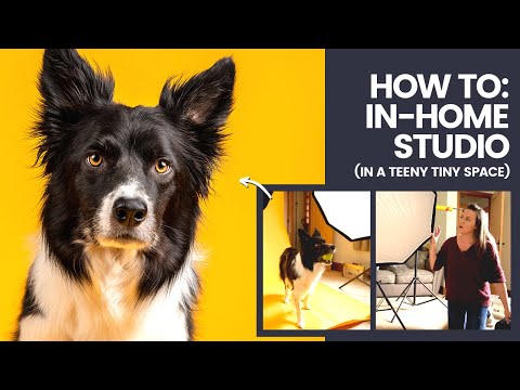 DOG PHOTOGRAPHY - Studio Dog Photography in a Small Space AKA in-home!
