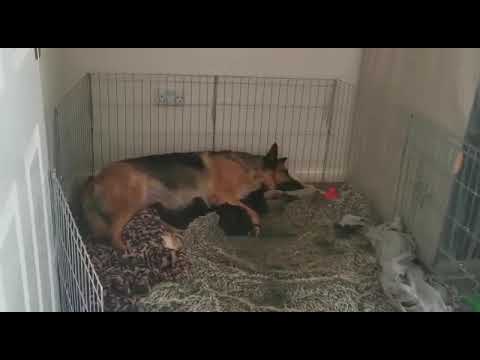 German shepherd  with puppies