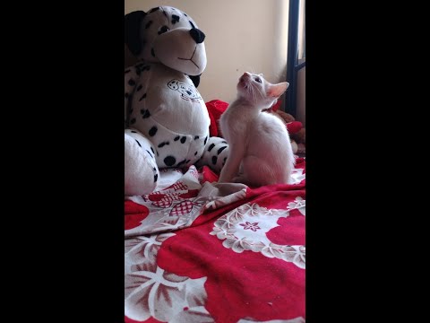 My new best friend ❤️🐈