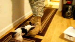 preview picture of video 'US soldier attacked by chihuahua.'