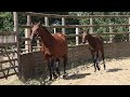 Foal femelle 2026, jument d'avenir