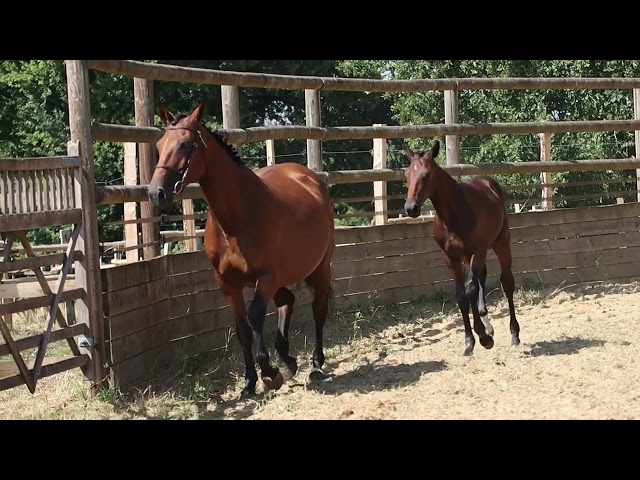 Foal femelle 2026, jument d'avenir