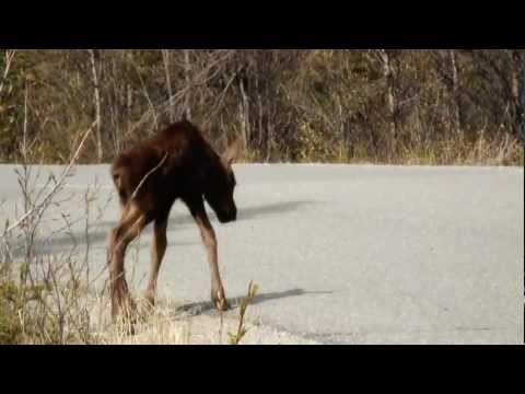 BABY MOOSE DANCE