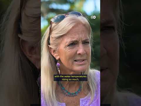 From Hunted Species To Legal Citizens Of The Sea | Dw Documentary