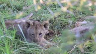 preview picture of video 'Pride of Lions feeding while Hyenas circle - spinning around the world'