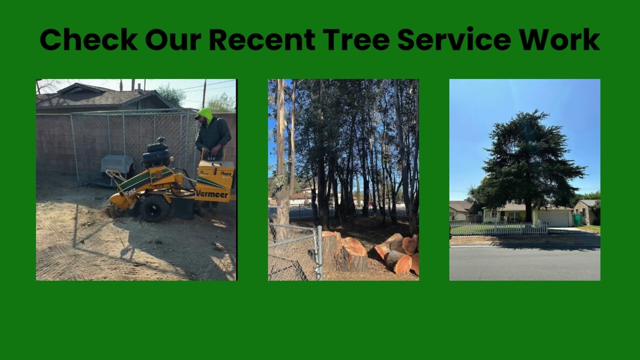 Expert Tree Care in Fontana, CA  | Timber Pros Tree Service
