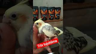 Download lagu falk atau parkit Australia masih lolohan lucu #birds #viralvideo #parrot #falk mp3 Download lagu falk atau parkit Australia masih lolohan lucu #birds #viralvideo #parrot #falk mp3