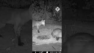 Fox v Badger v Hedgehogs: Wild animals scrap over 