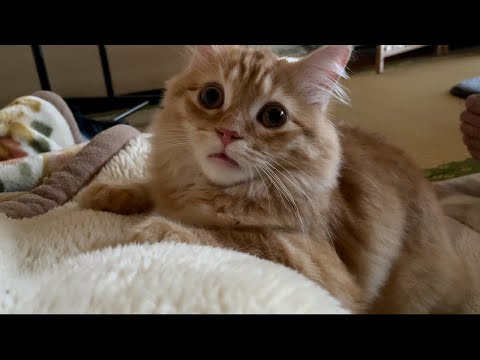 猫が毛布を吸うのはなぜですか?