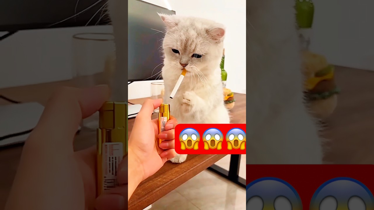 Cute cat 🙀😱 #shorts #shortsfeed  #cat #cute #lipsync #kitten #catlover #cuddles #foryou
