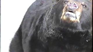 feeding bears in cherokee mountians