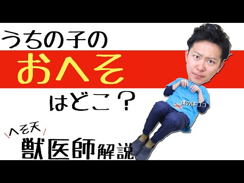 猫にもへそはありますか?