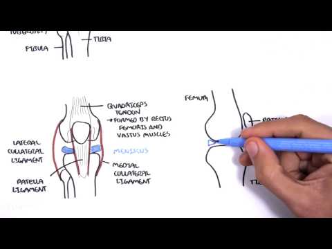 Clinical Anatomy - Knee
