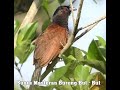 Suara Masteran Burung But But Gacor Unik Dan Istimewa