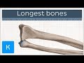 What are the longest bones in your body - Human Anatomy | Kenhub