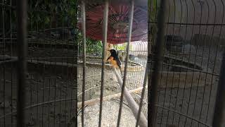 Download lagu Syukurlah, akhirnya bulu-bulu burung robin murai betina @terasmuria telah rontok. #burungrobinmurai mp3