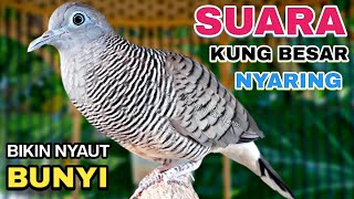 Download lagu Perkutut Lokal Gacor Suara Kung Besar Pancingan Burung Perkutut Agar Bunyi. mp3 Download lagu Perkutut Lokal Gacor Suara Kung Besar Pancingan Burung Perkutut Agar Bunyi. mp3