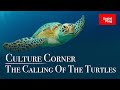 Culture Corner The Calling Of The Turtles