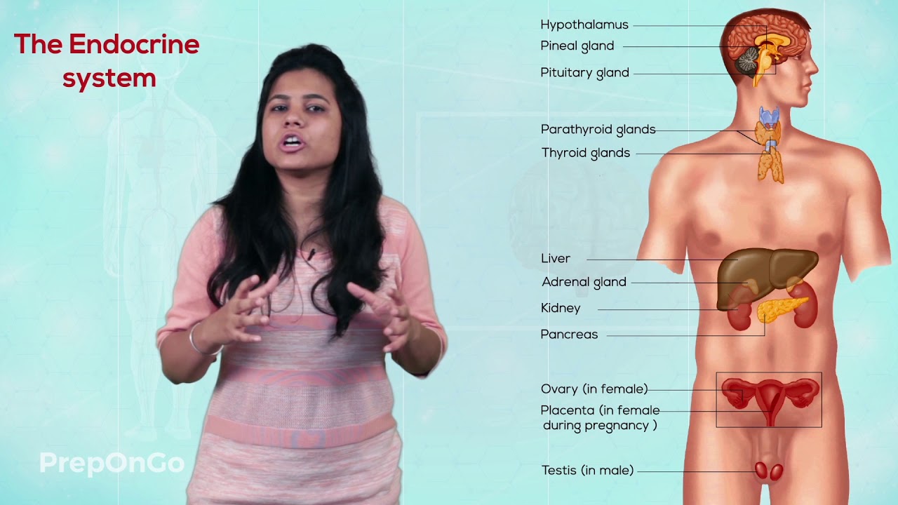 Control and Coordination - 6 | Hormonal system in Human body | CBSE Class 10
