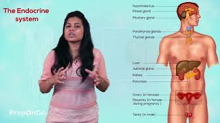 Control and Coordination - 6 | Hormonal system in Human body | CBSE Class 10