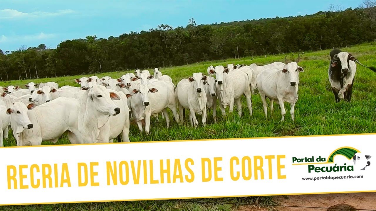 Recria de novilhas de corte