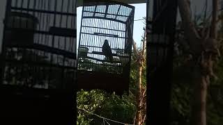 Download lagu Anis siberia master baru mp3