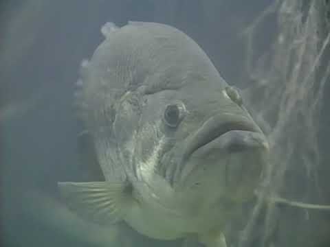 Doug Hannon - The Bass Professor - 5 Seasons Of Bass Fishing  (1997)