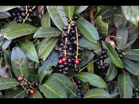 Poisonous and non-poisonous berries and fruits