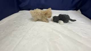 ハーフ犬の動画01