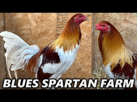 Blues Blue Black White SPARTAN FARM - Beautiful Birds